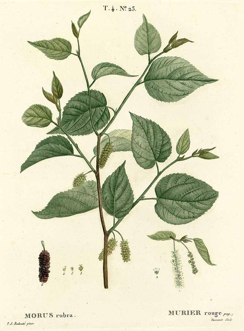 Red Mulberry 1809 Illustration