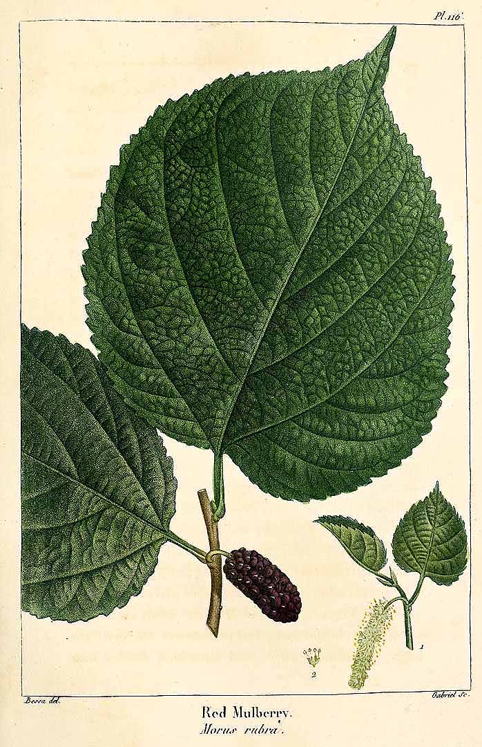 Red Mulberry 1819 Illustration
