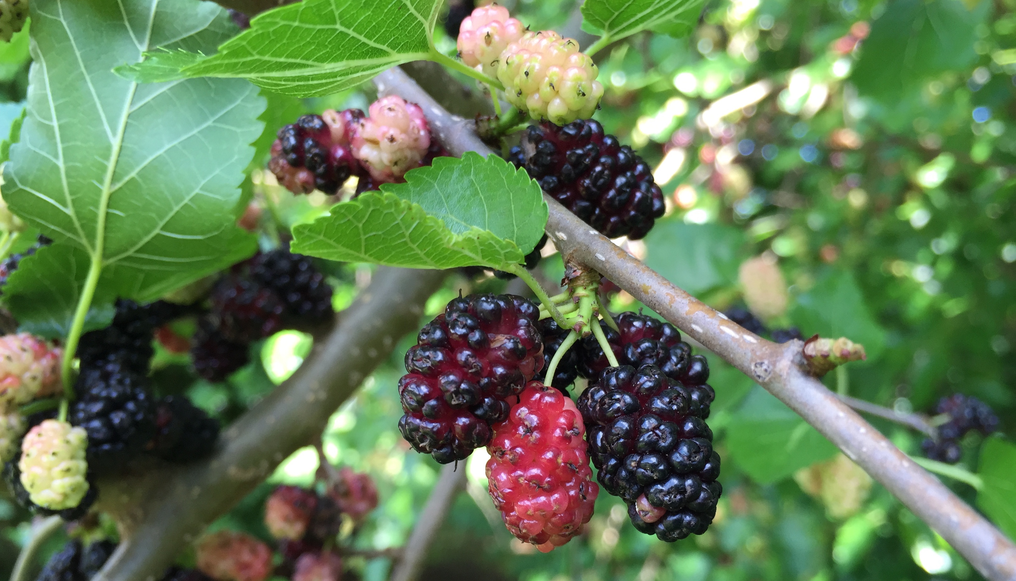 Red Mulberry