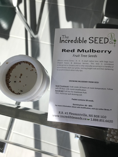 Red Mulberry Seed Pack in Water