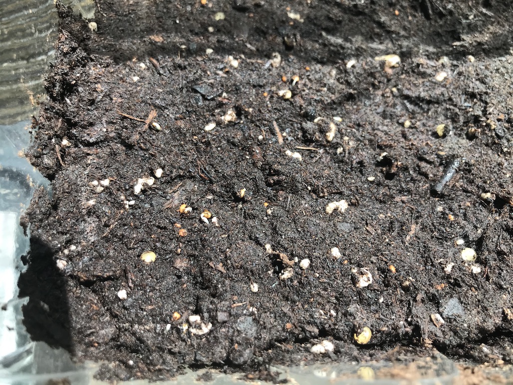 Red Mulberry Seeds growing in Soil