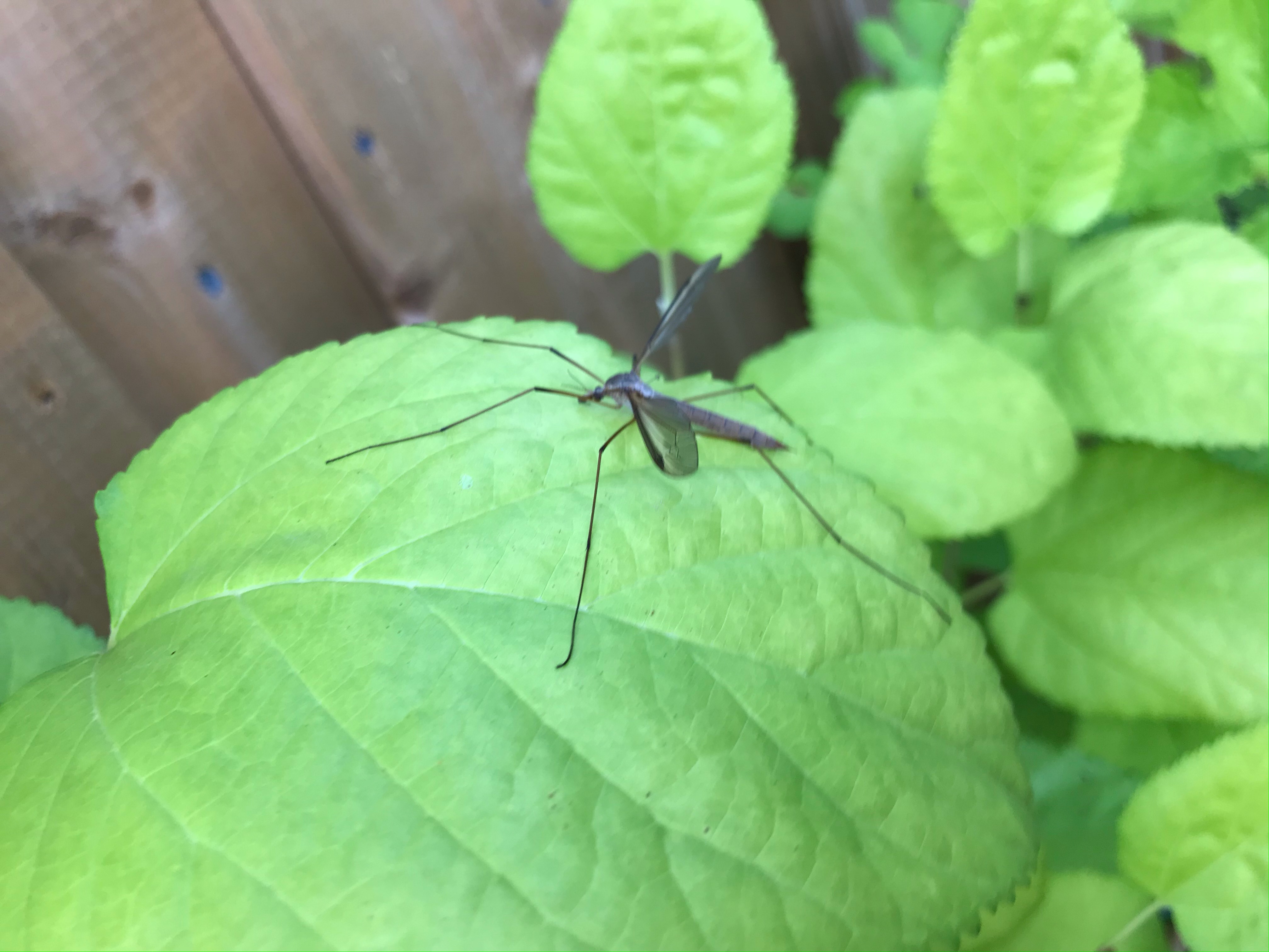 Crane fly on a red mulberry leaf