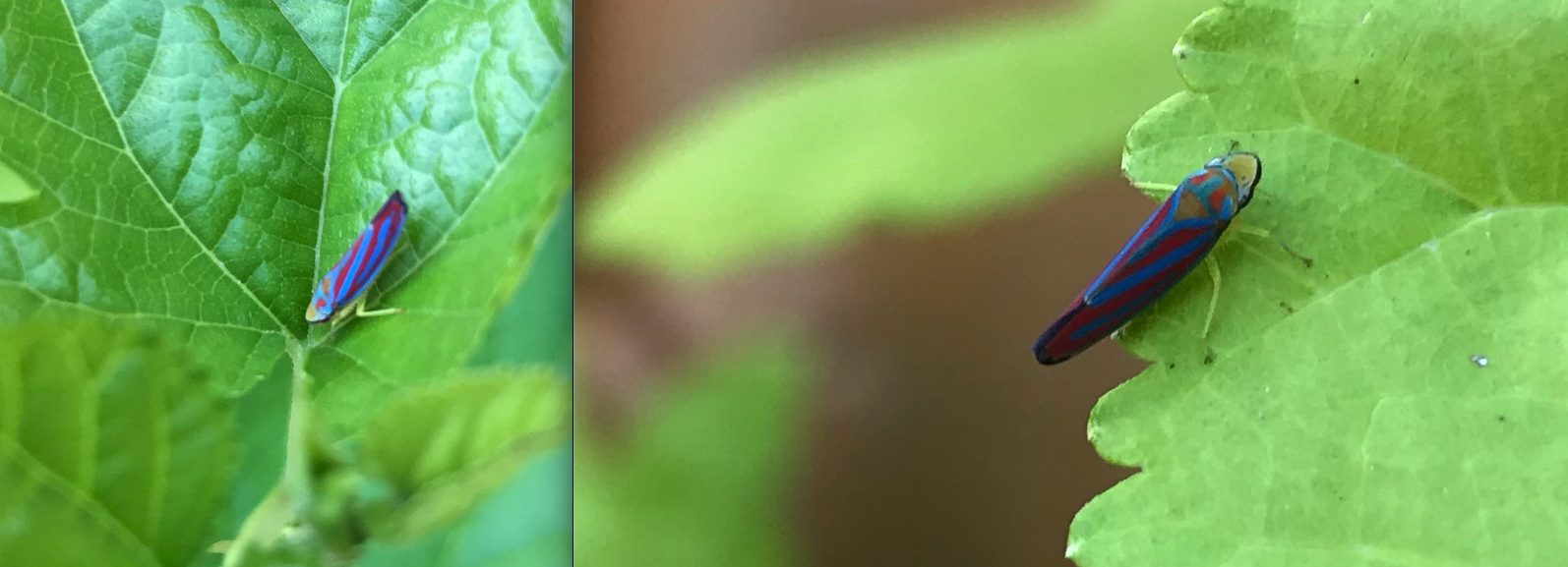 Unknown colourful bug on a red mulberry leaf