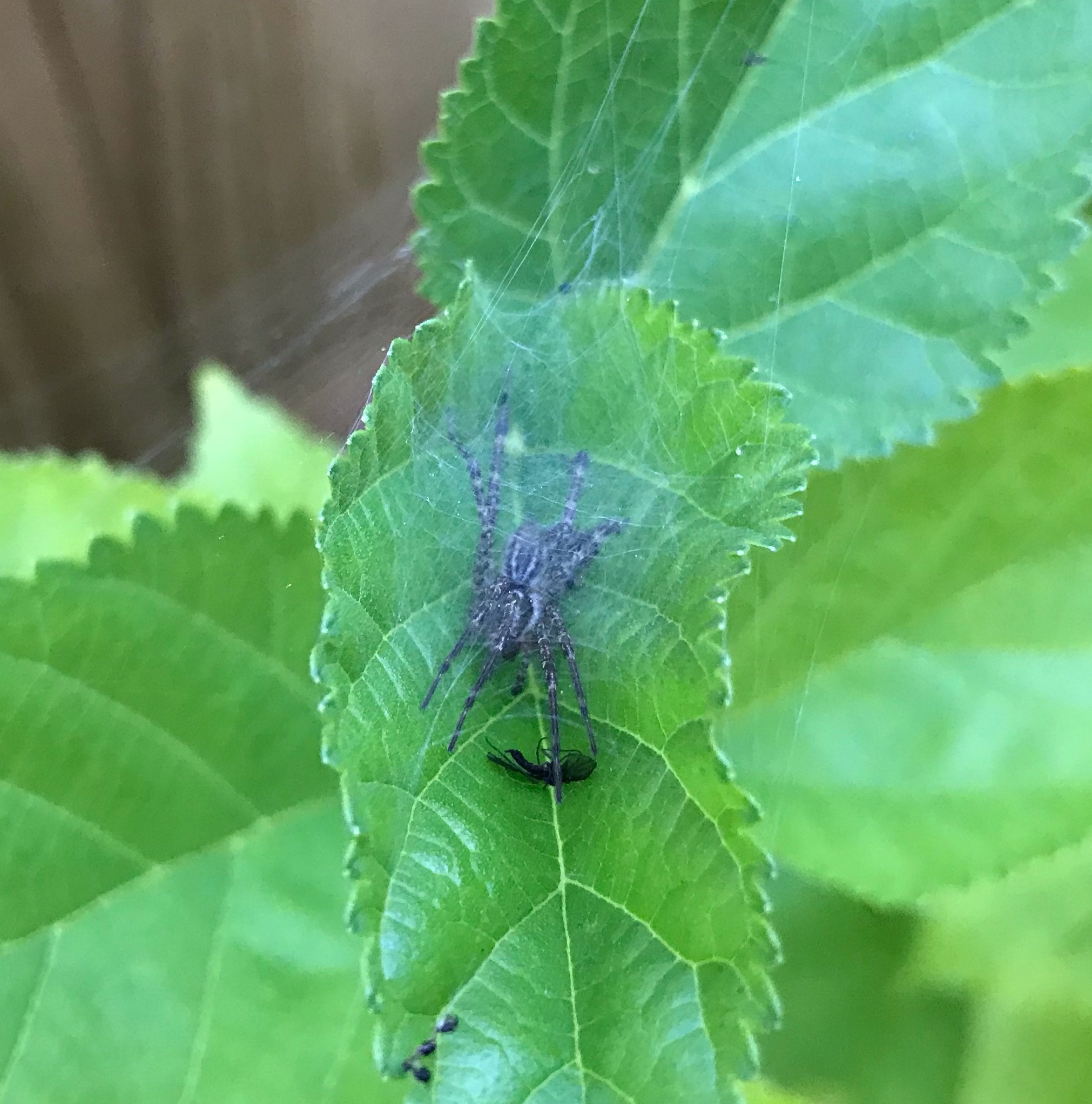 Wolf spider on a red mulberry leaf