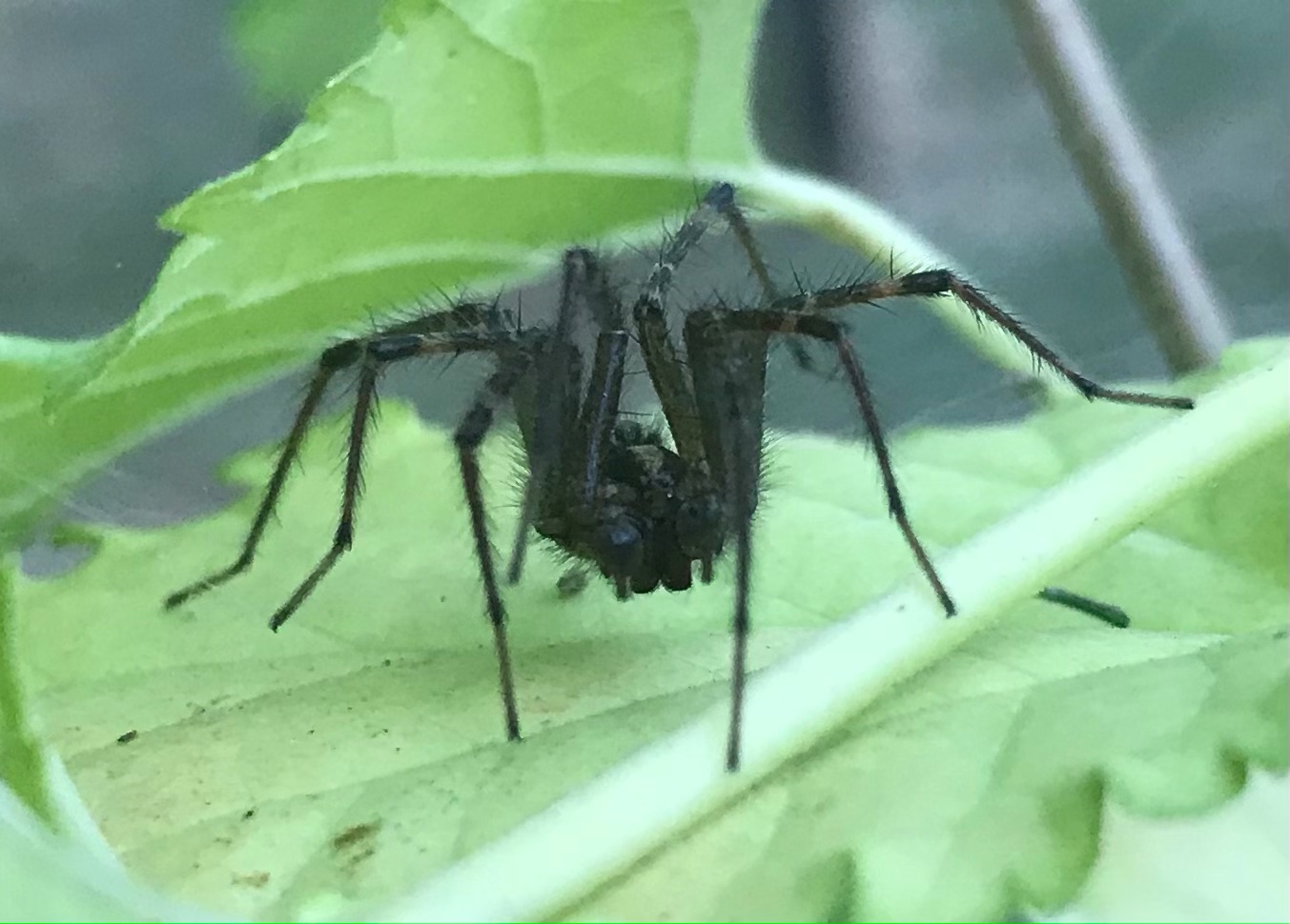 Wolf spider on a red mulberry leaf asserting a defensive posture